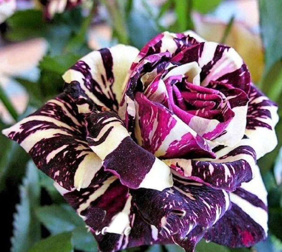 Бегония рекс Каракас