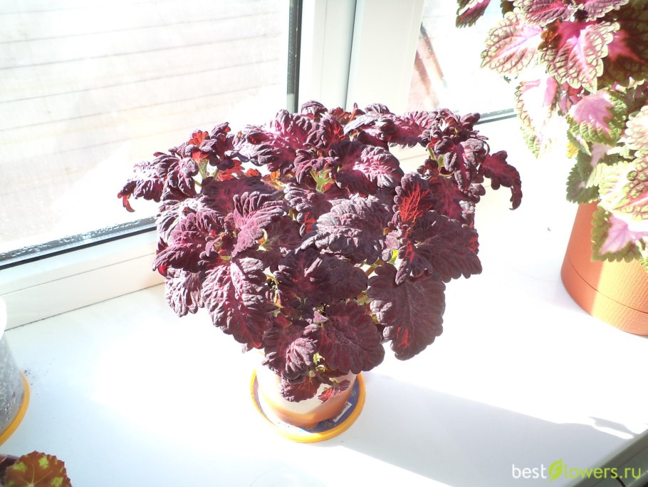 Валлийский зелёный дракон