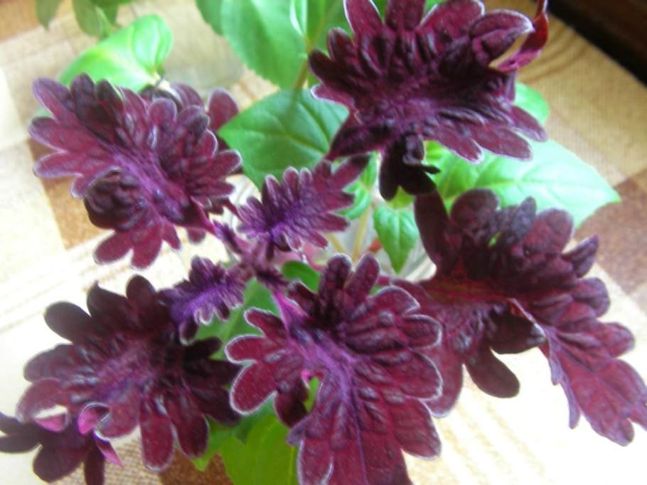 Колеус Блюме Блэк дракон