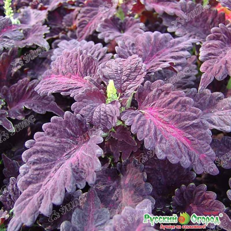 Колеус Дрэгон Блэк