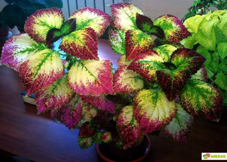 Желтые розы на черном