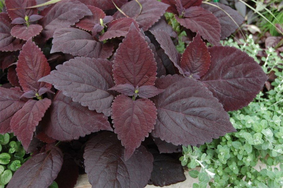 Гуэрния комнатный