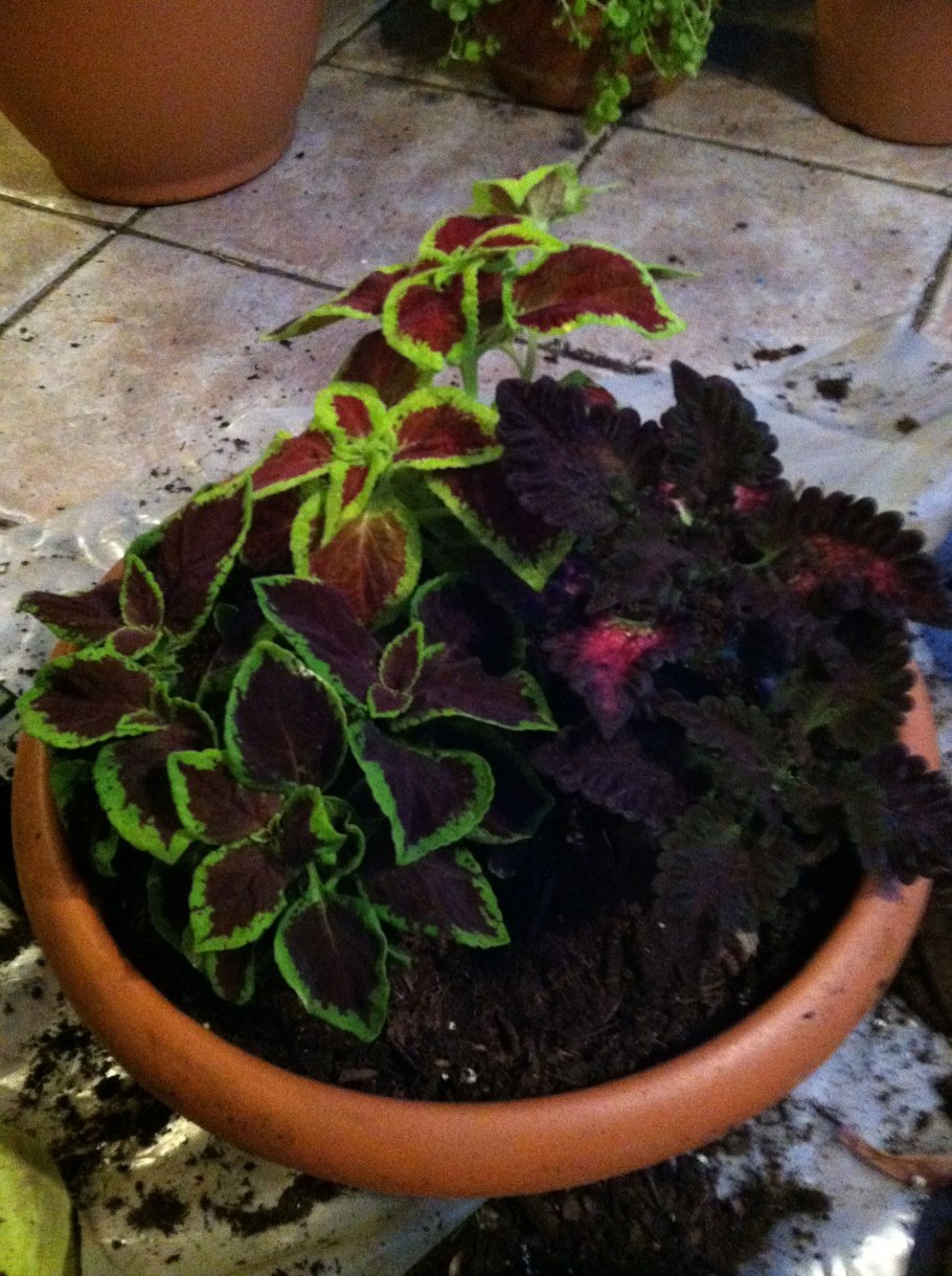 Колеус Блэк дракон