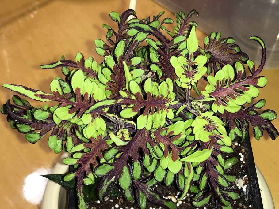 Югио дракон розы