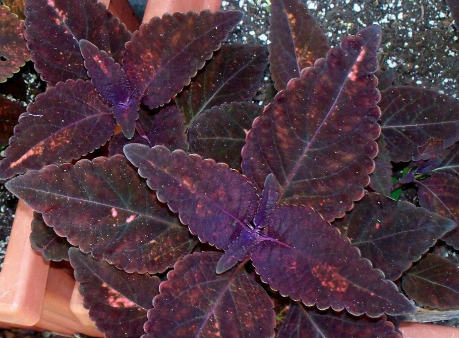 Колеус Red Croton