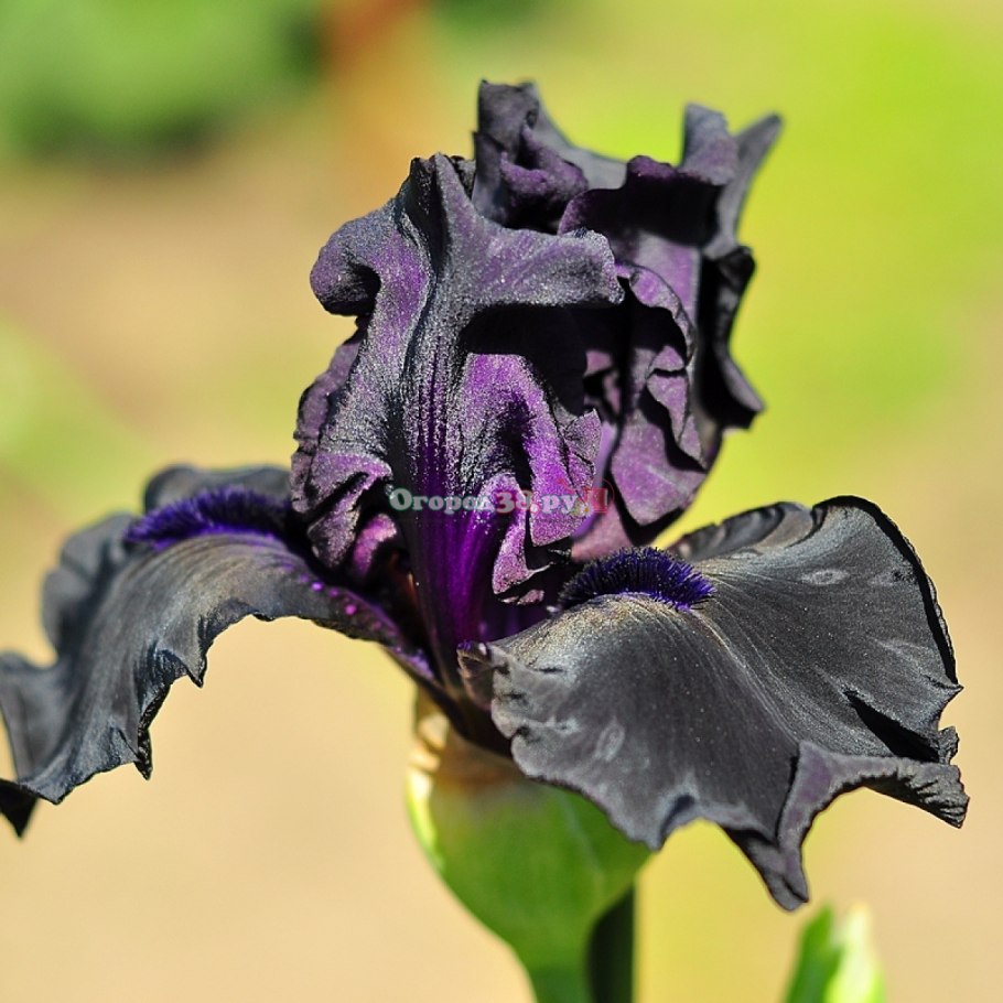 Черный дракон смерти