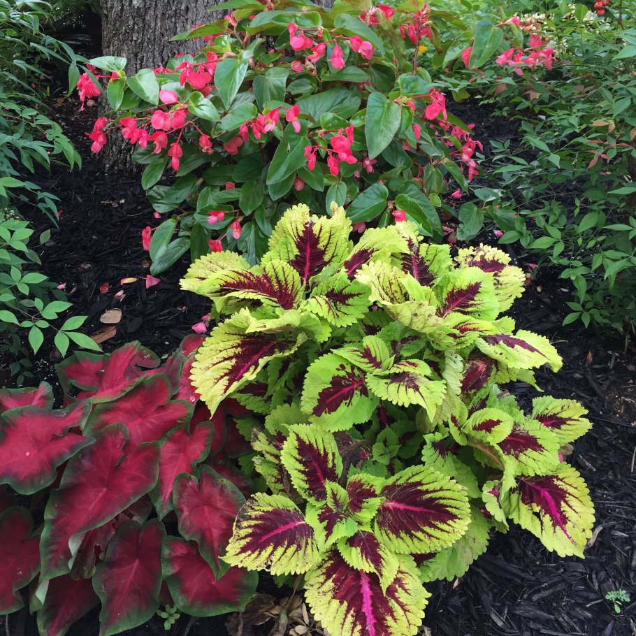 Любимец драконов аниме