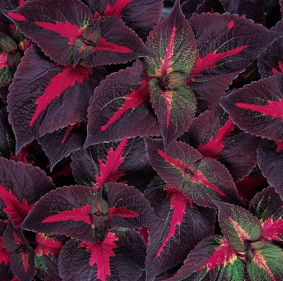 Красный дракон обои