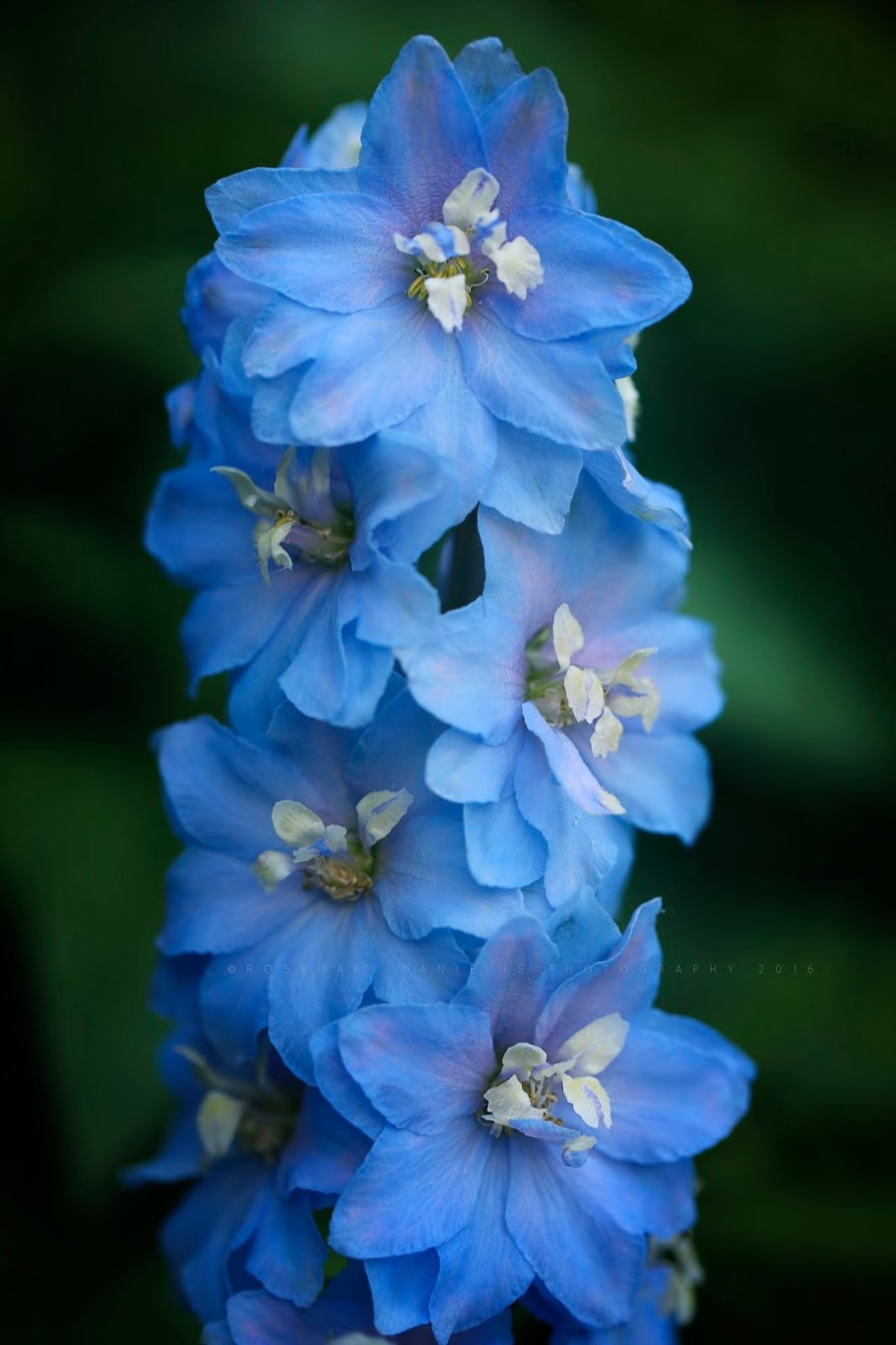 Дельфиниум Делфиз секрет