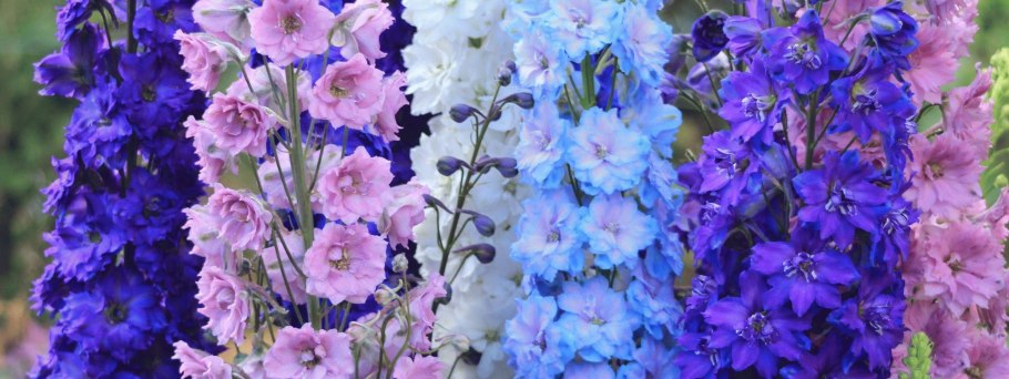 Дельфиниум Пикколо