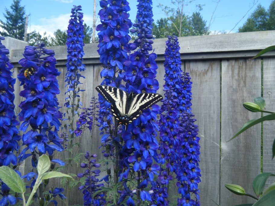 Дельфиниум Делфиз Холланд