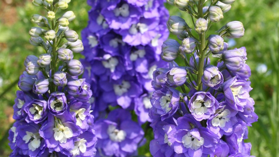 Дельфиниум Блю Индульгенс