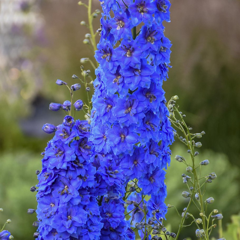 .Дельфиниум Delphinium Misty Mauves
