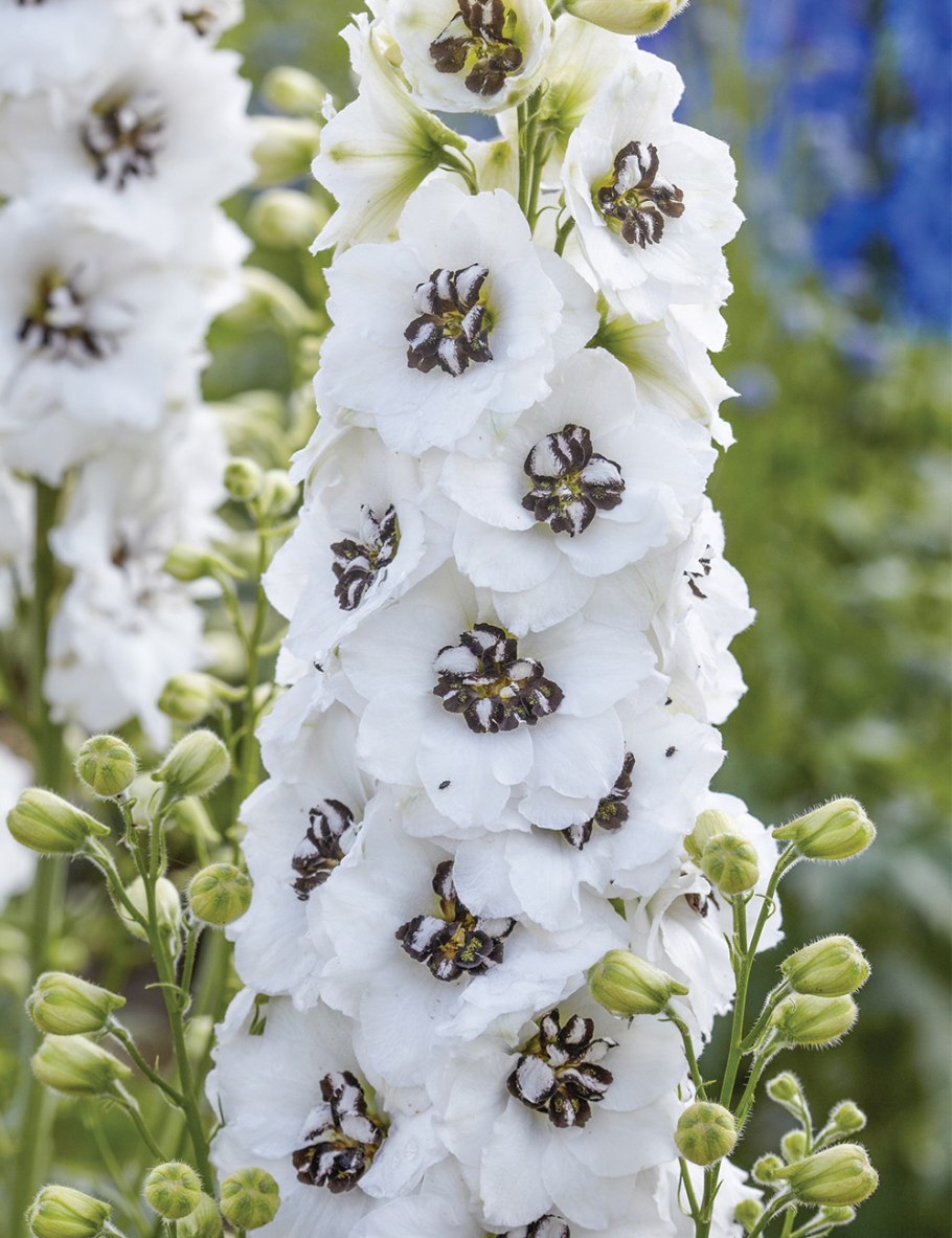 Дельфиниум Pacific giant