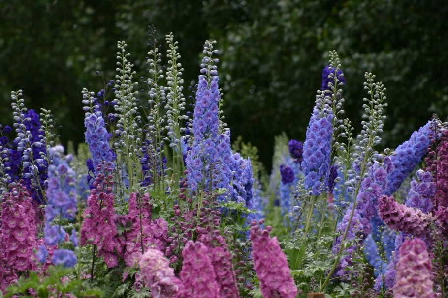 Дельфиниум Меджик Фонтейн