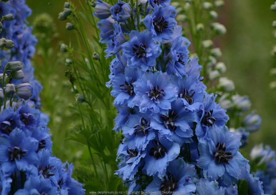 Дельфиниум Галахад