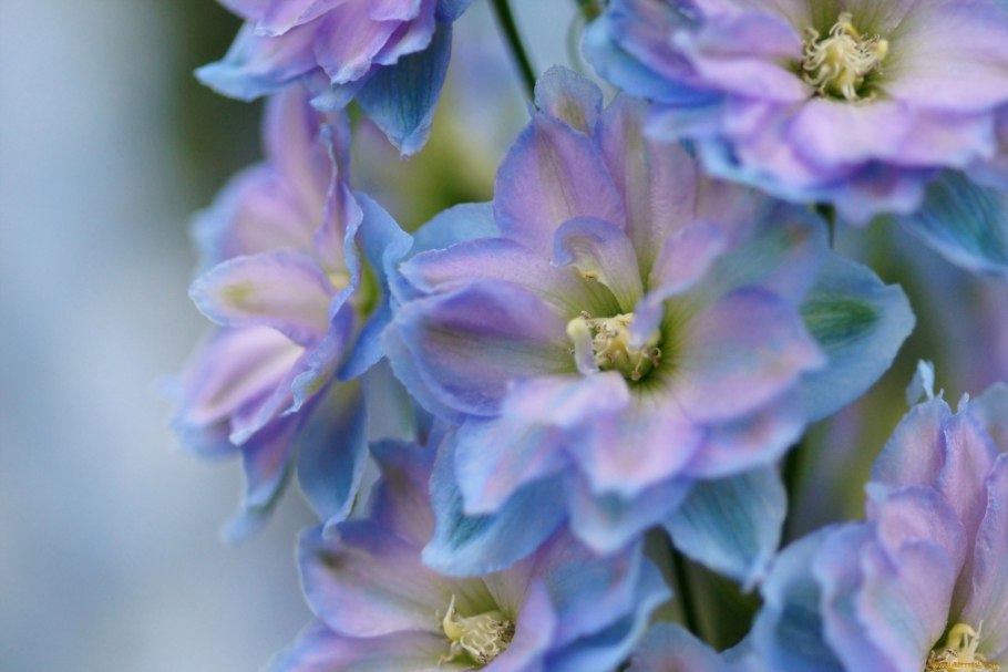 Дельфиниум новозеландский гигант