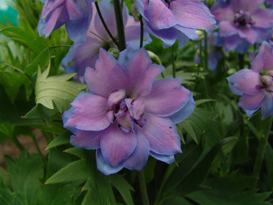 Дельфиниум Мэджик Фаунтейн