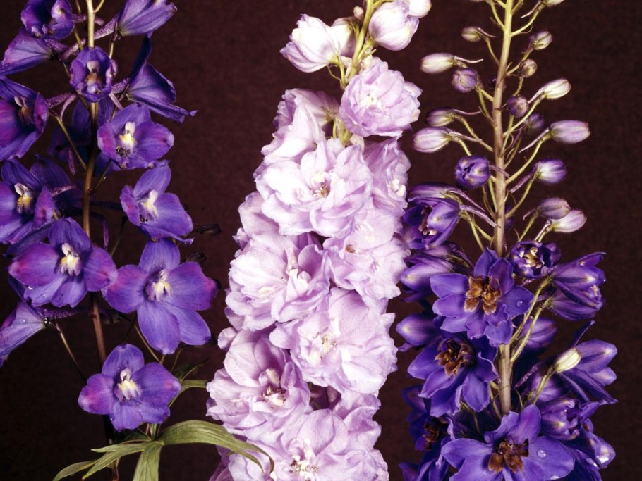 Дельфиниум Тихоокеанский Астолат