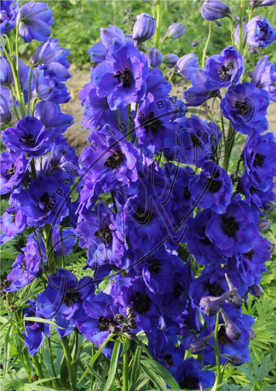 Дельфиниум Делфиз