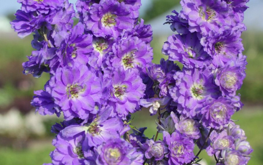 Дельфиниум новозеландский гигант лазурь