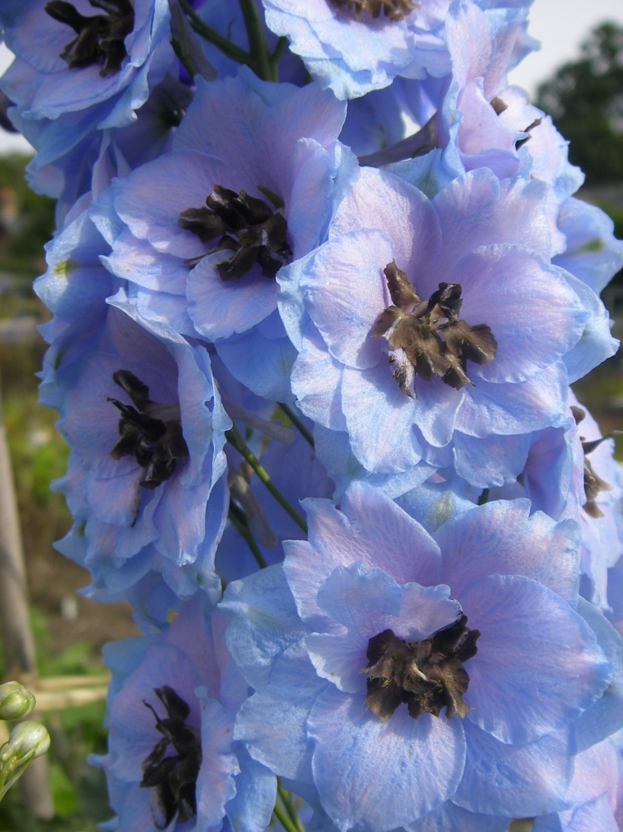 Дельфиниум Christel