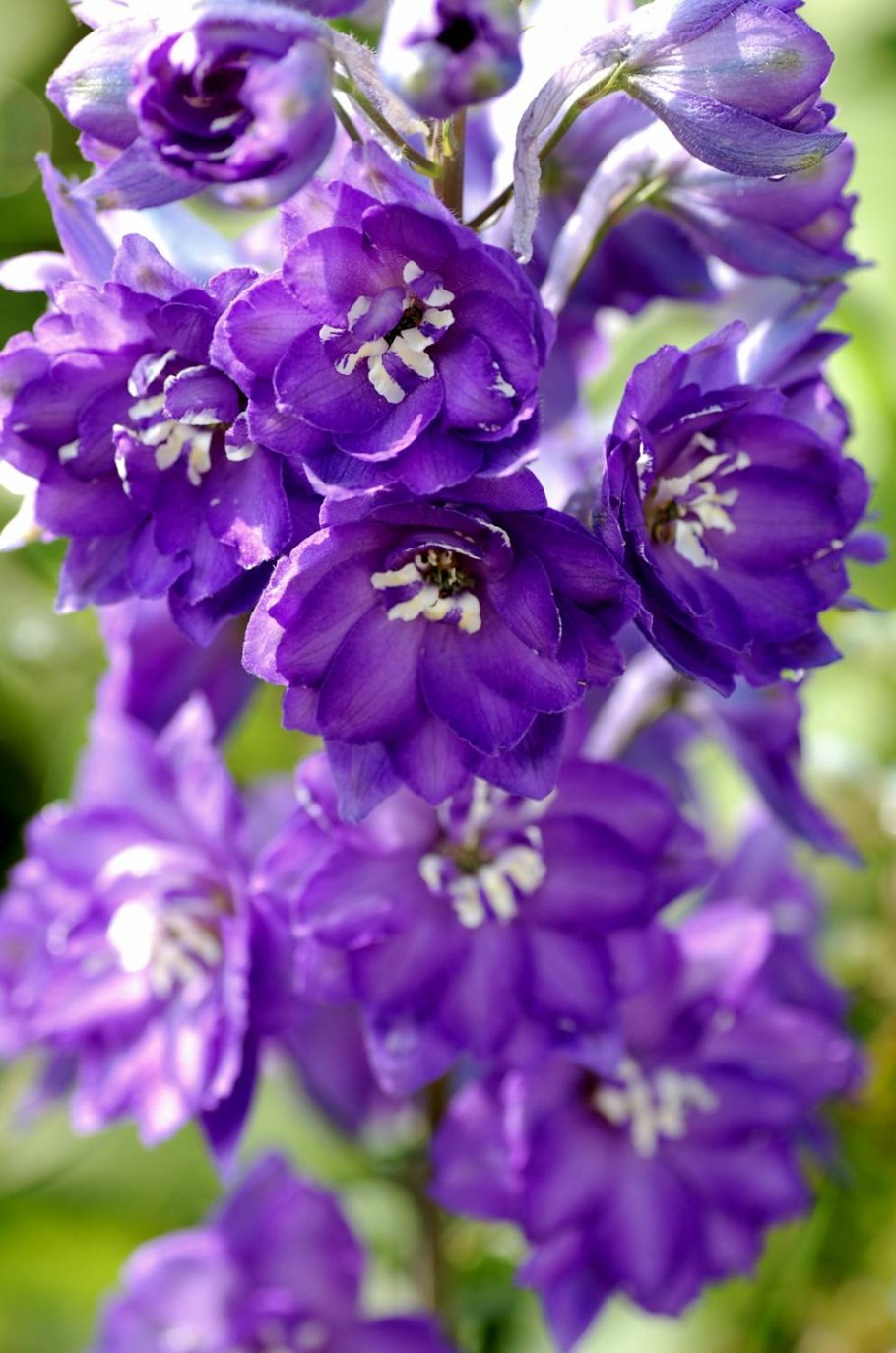 Дельфиниум Камельярд