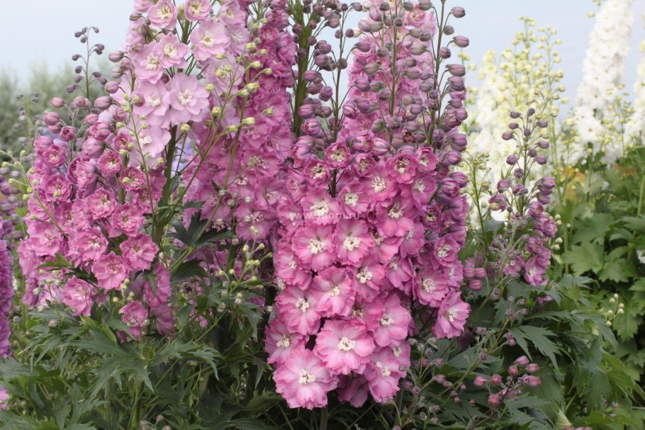 Дельфиниум культурный Астолат