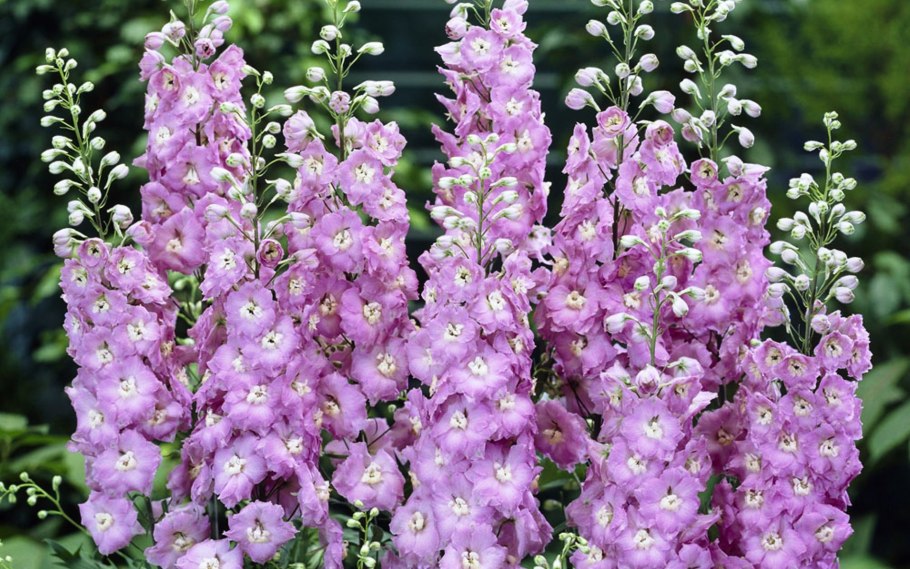 Дельфиниум Гвардиан Лавендер