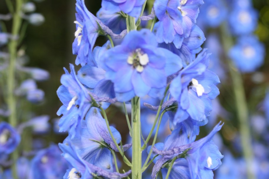 Дельфиниум "Коннектикут Янки"