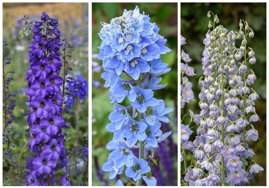 Дельфиниум голубой