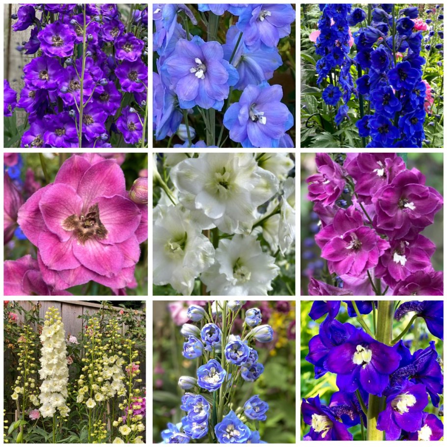 Дельфиниум Центурион Лавандер