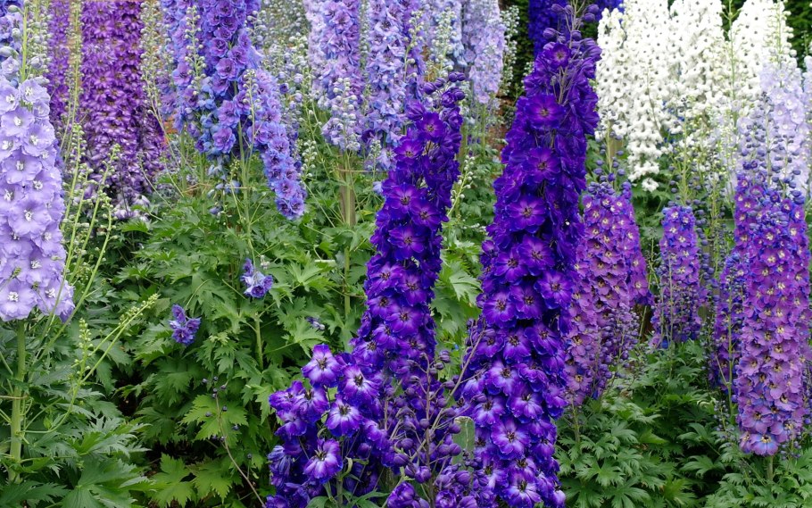 Дельфиниум новозеландский гигант