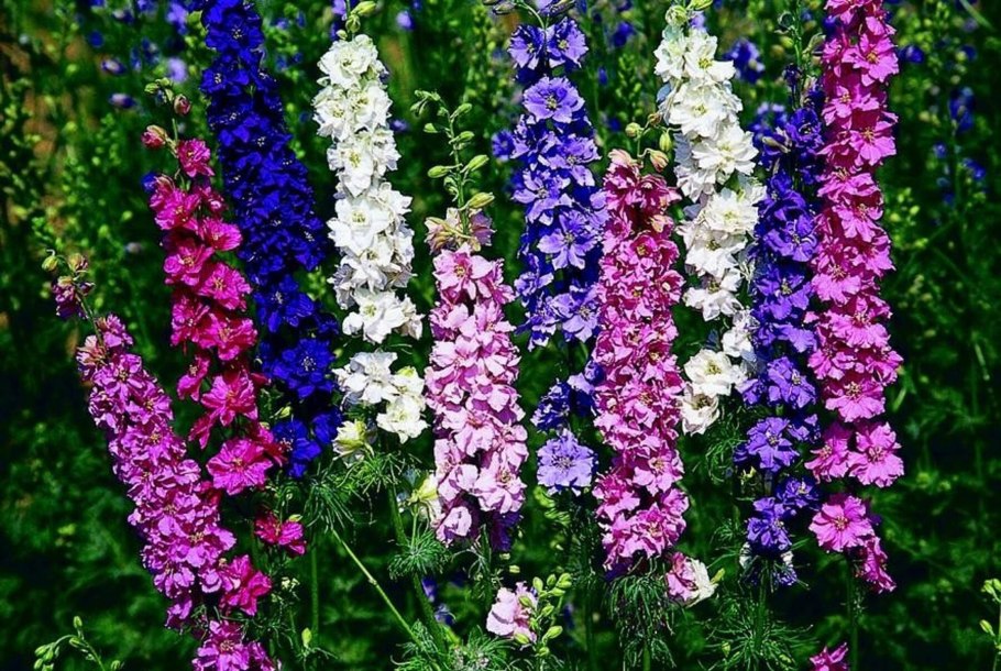 Дельфиниум Экскалибур