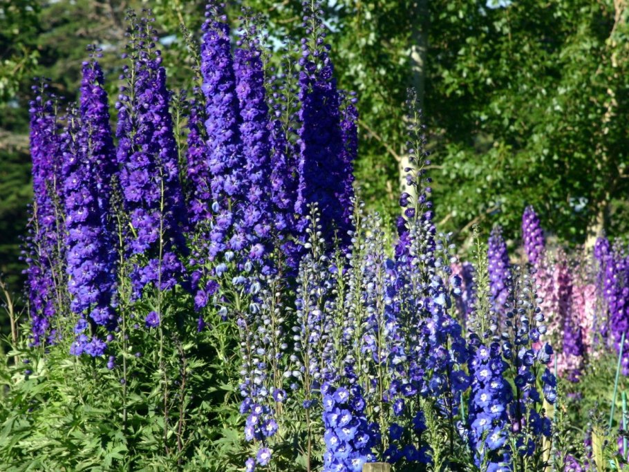 Дельфиниум Делфиз Джуел