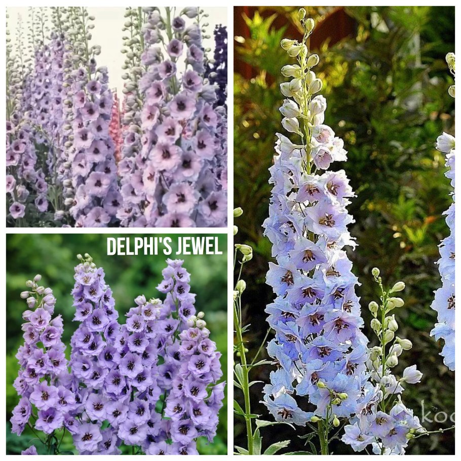 Дельфиниум Делфиз Джуэл