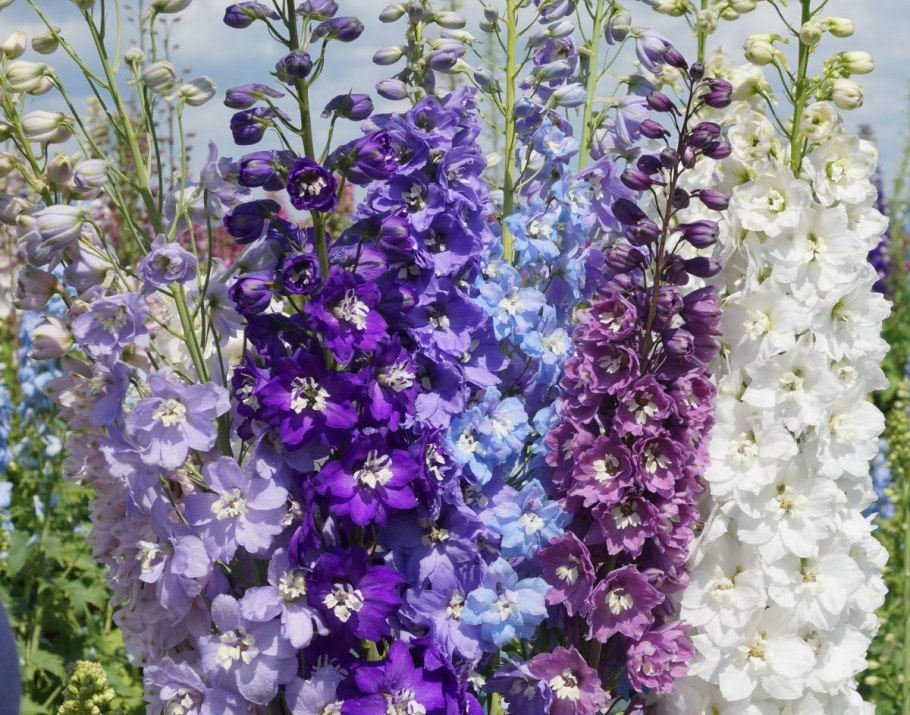 Дельфиниум Королевский шпиль