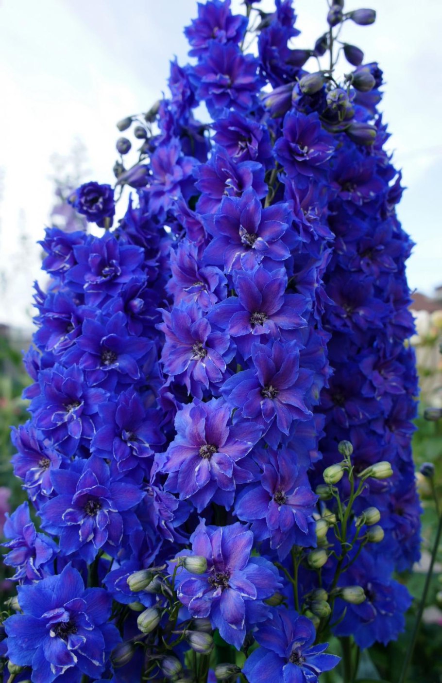 Дельфиниум Блэк Перл