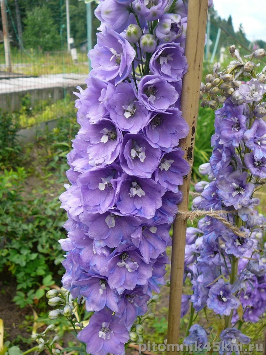 Дельфиниум Гардиан Лавендер