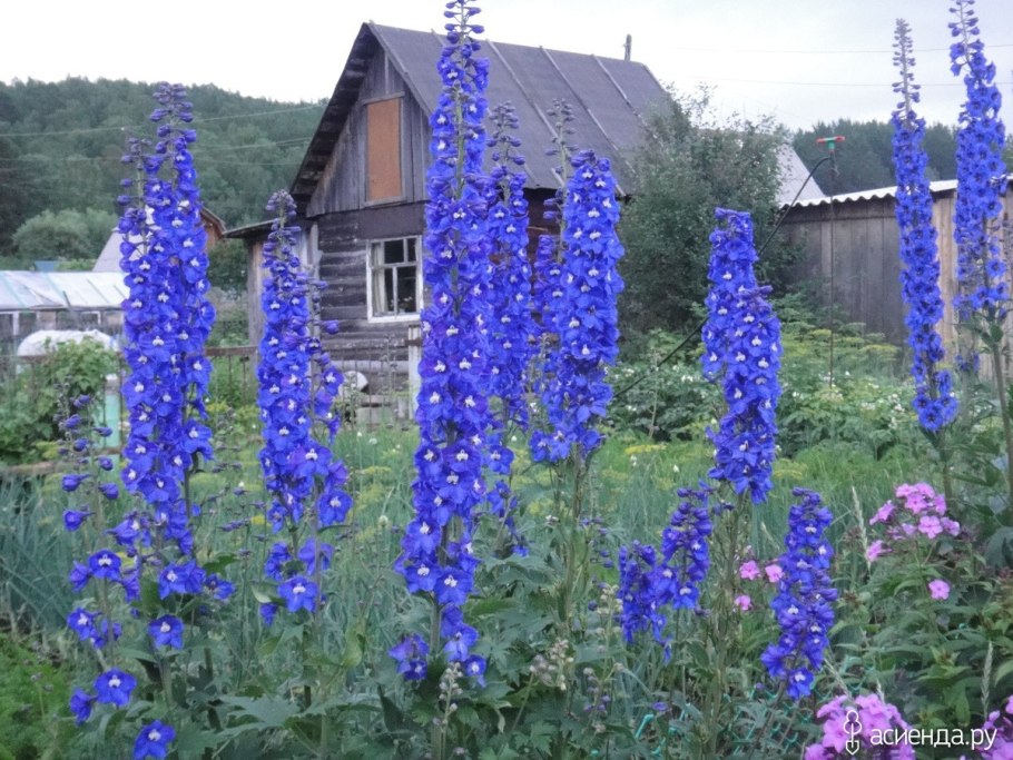 Дельфиниум Гардиан Лавендер