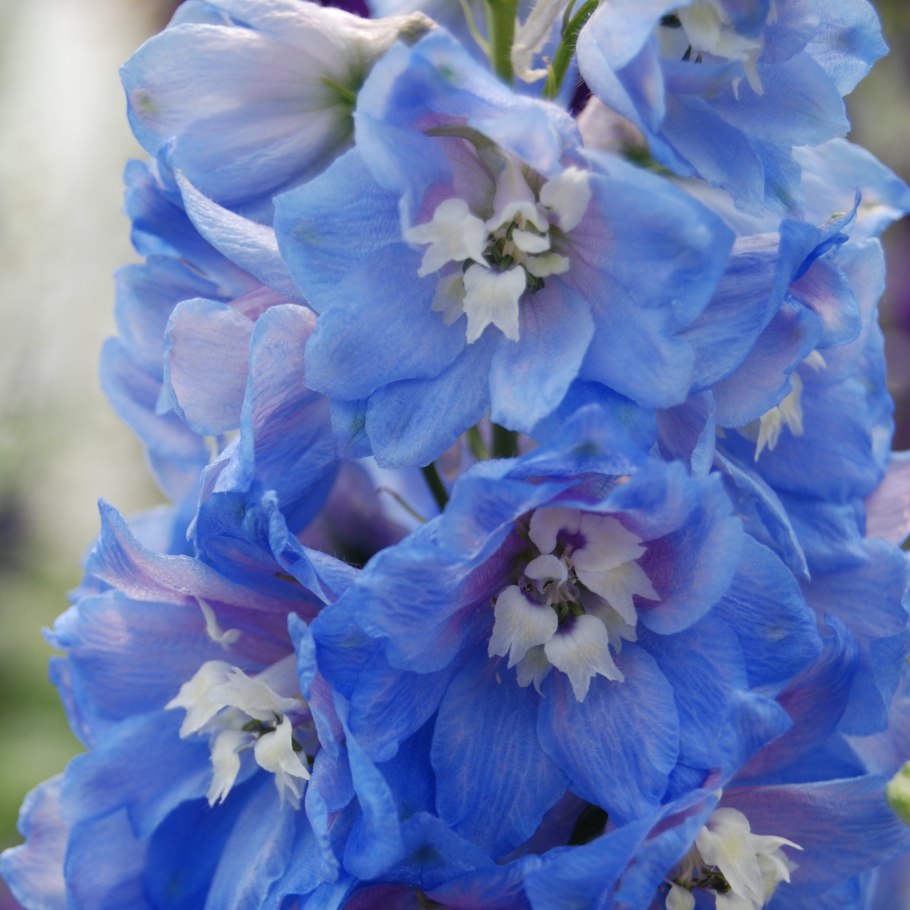 Дельфиниум Benary's Pacific