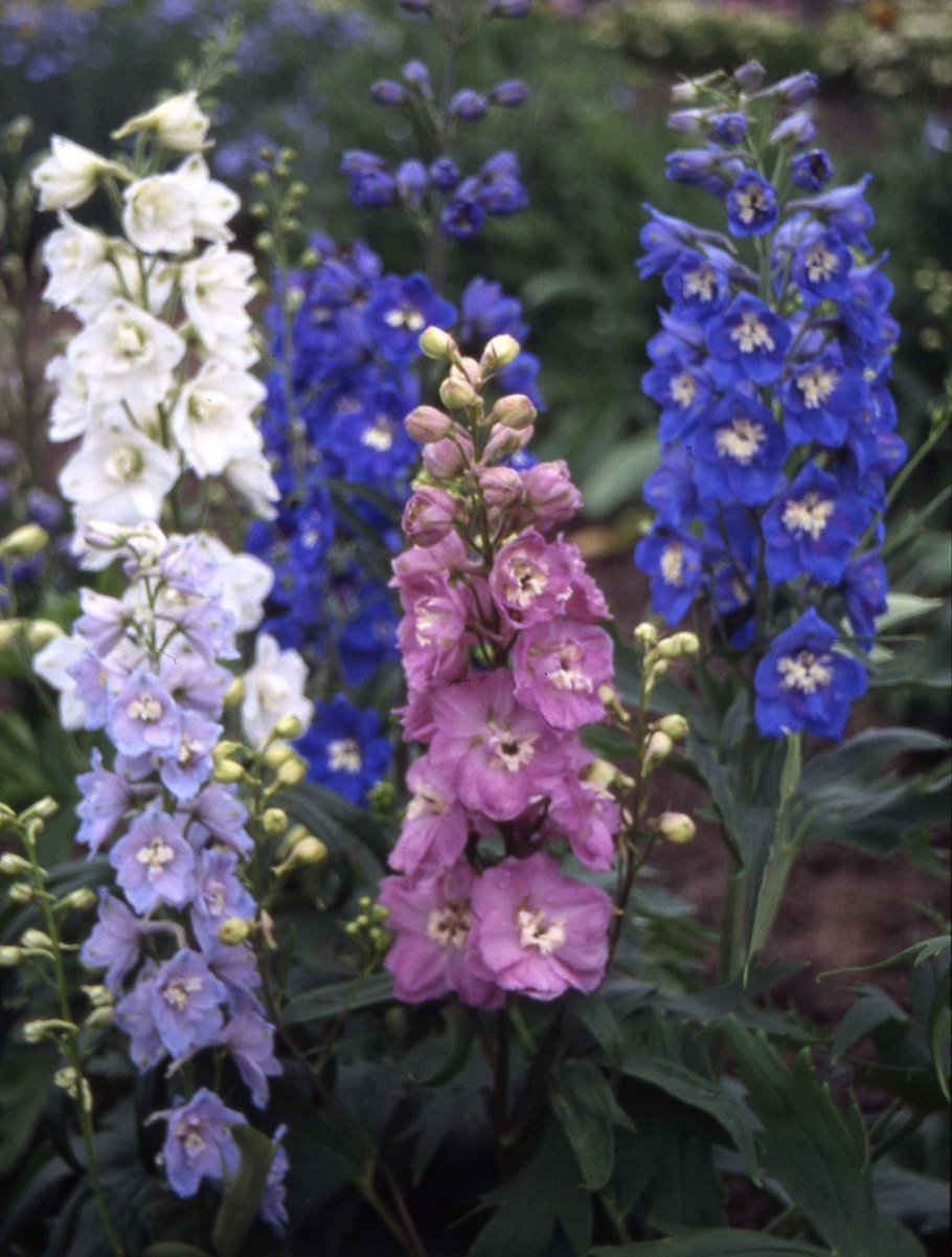 Дельфиниум голландский