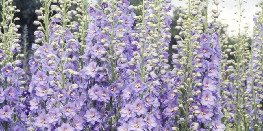 Дельфиниум Бенарис