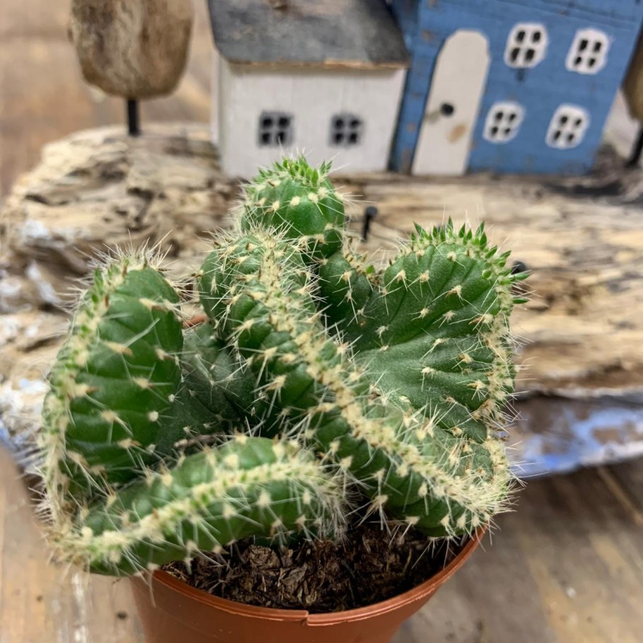 Opuntia (Austrocylindropuntia) subulata (опунция (Аустроцилиндропунция) шиловидная)