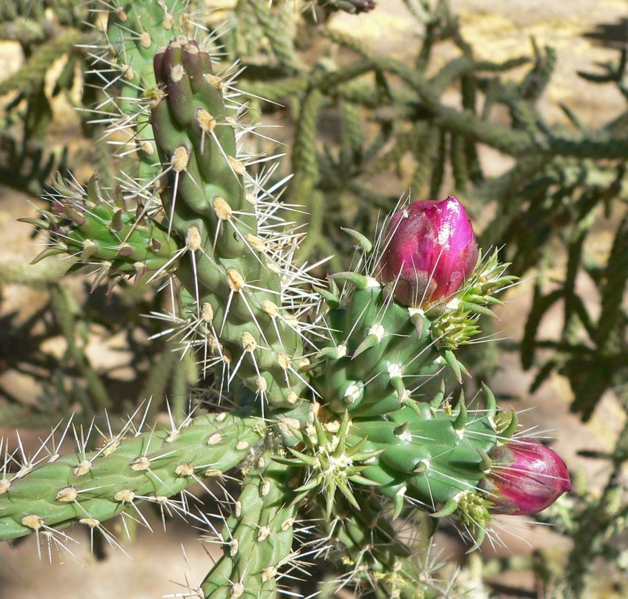 Cylindropuntia fulgida