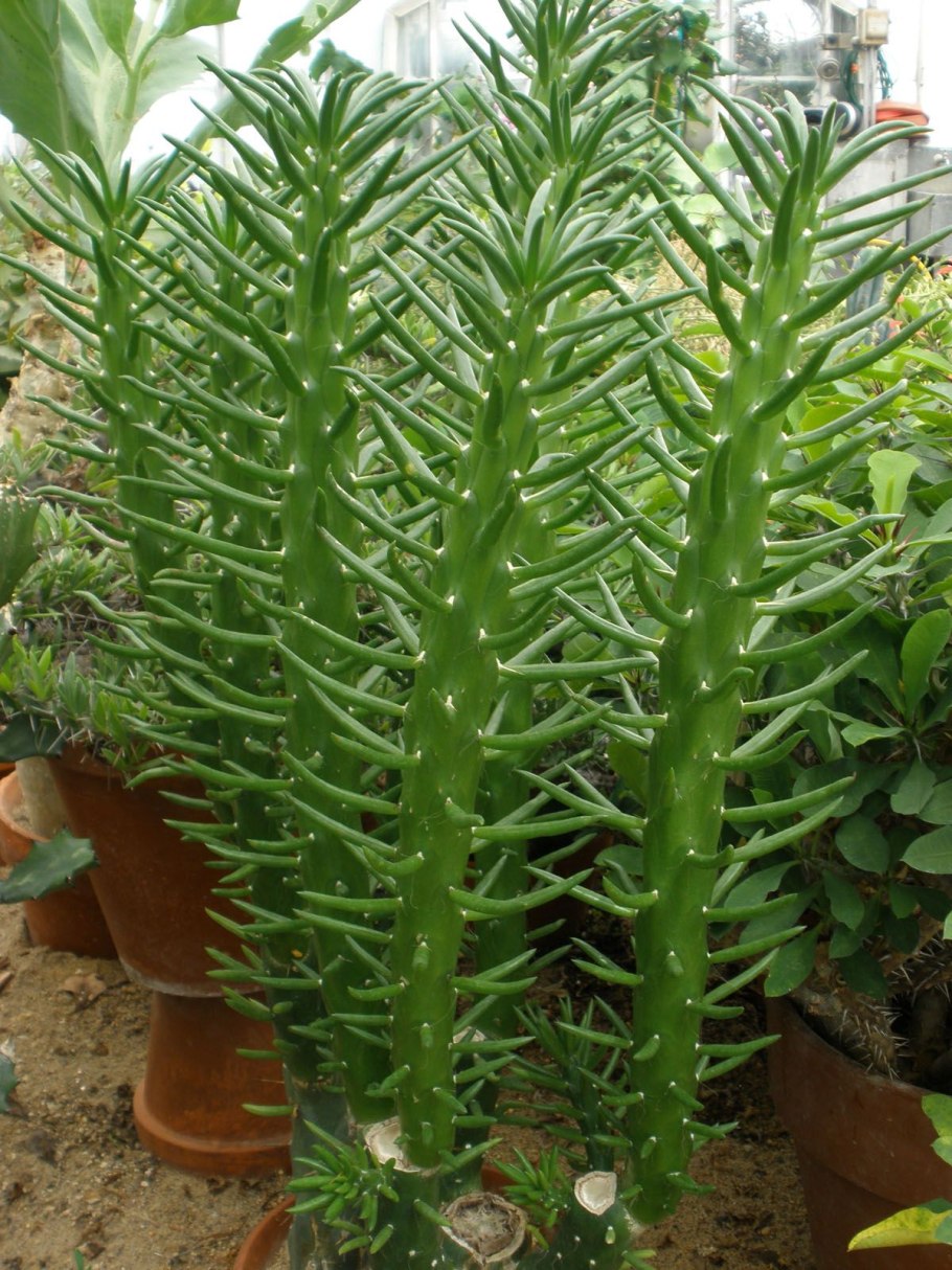 Кактус Аустроцилиндропунция шиловидная