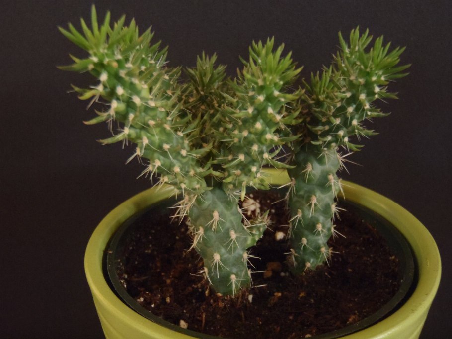 Молочай Кактус панк Цилиндропунция