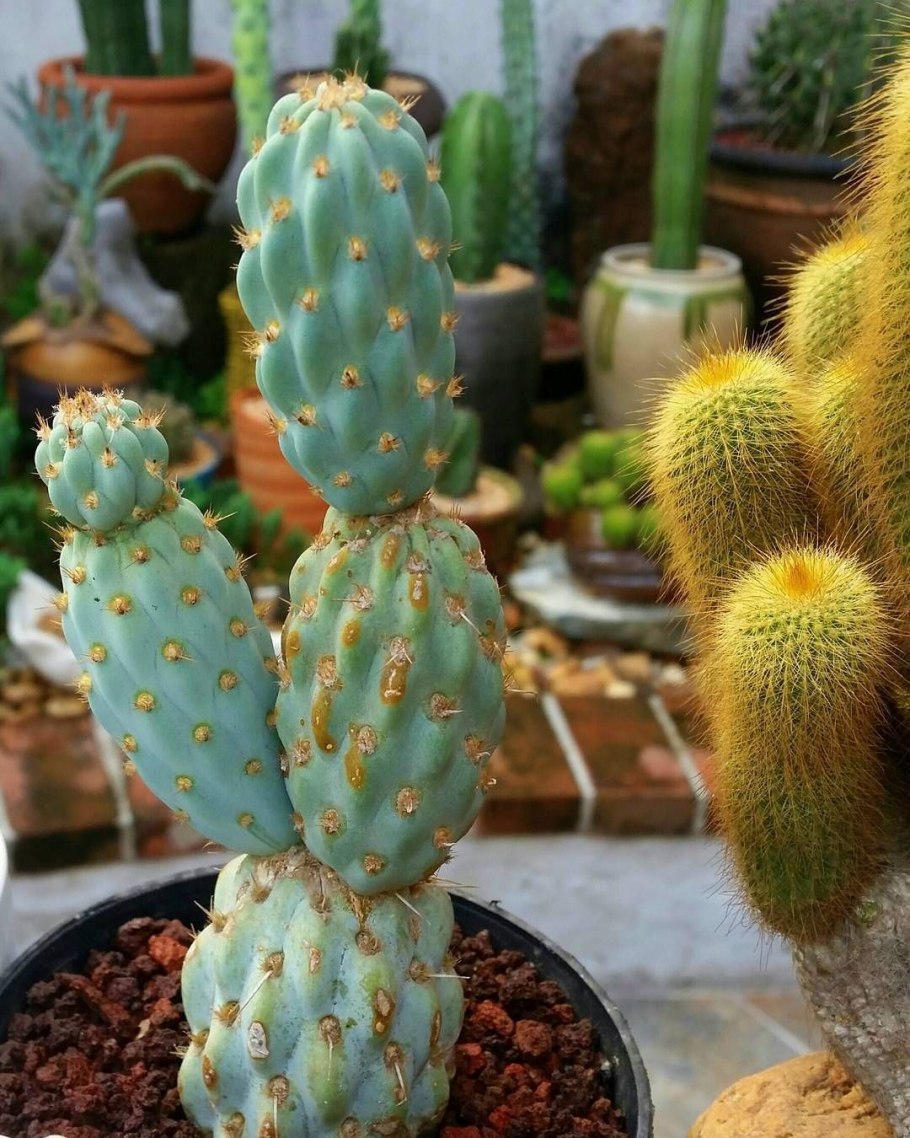 Miqueliopuntia miquelii