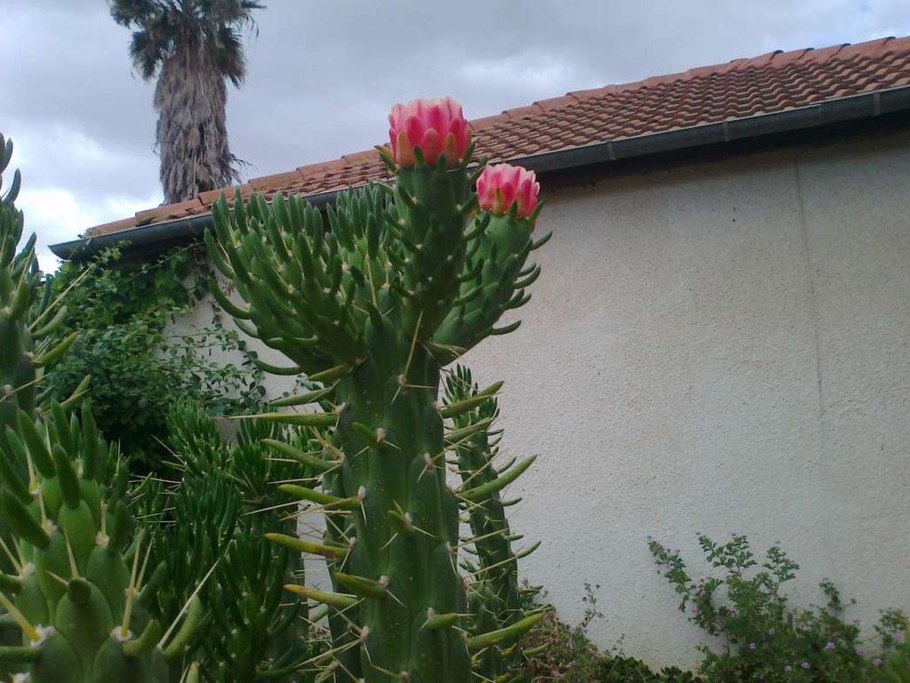 Opuntia (Austrocylindropuntia) subulata (опунция (Аустроцилиндропунция) шиловидная)