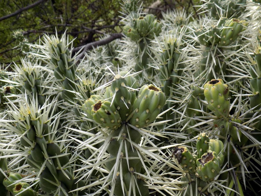 Cylindropuntia Tunicata